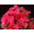 Dianthus - Pink